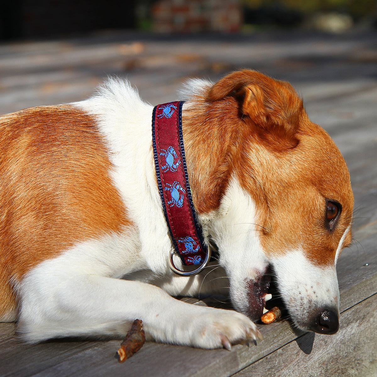 Crab Ribbon Dog Collar - Burgundy, 1-Inch