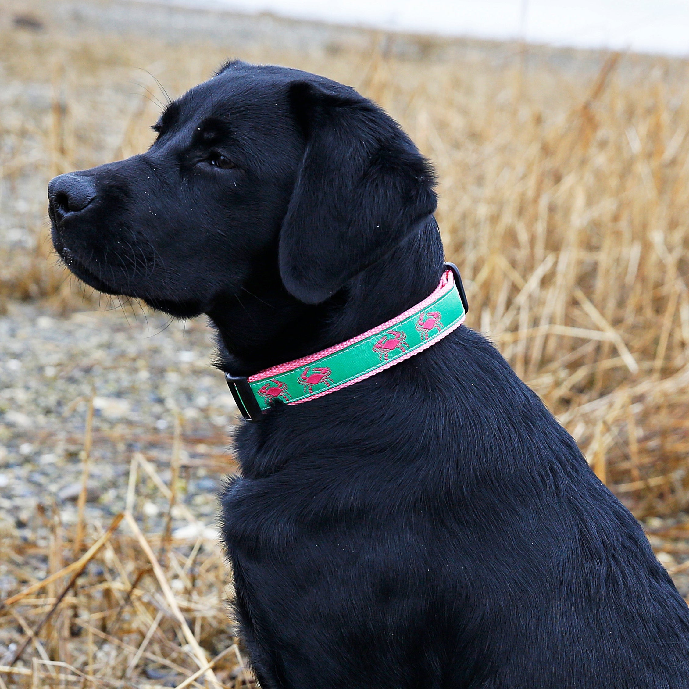Crab Ribbon Dog Collar