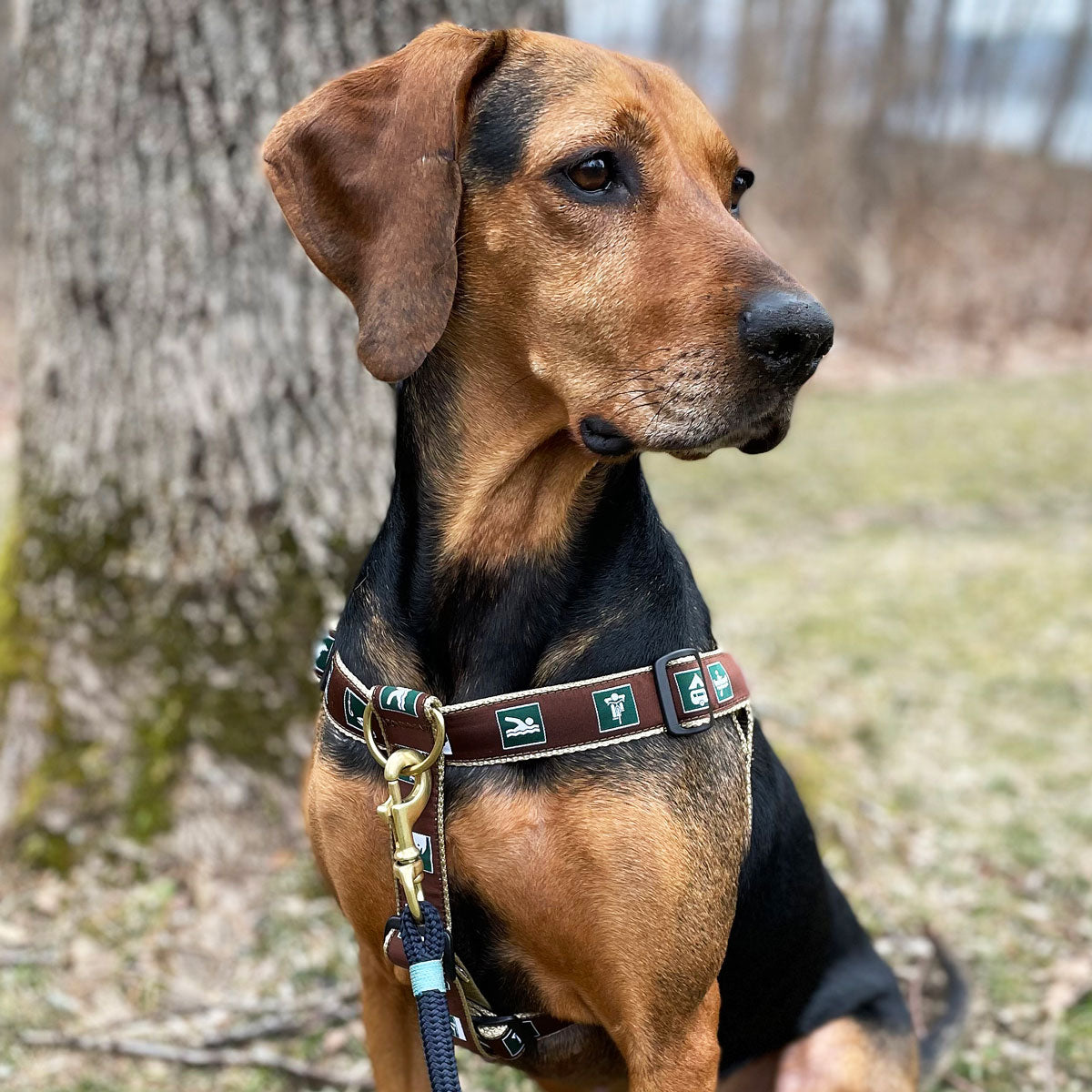 Parks & Rec Signs Ribbon Dog Harness