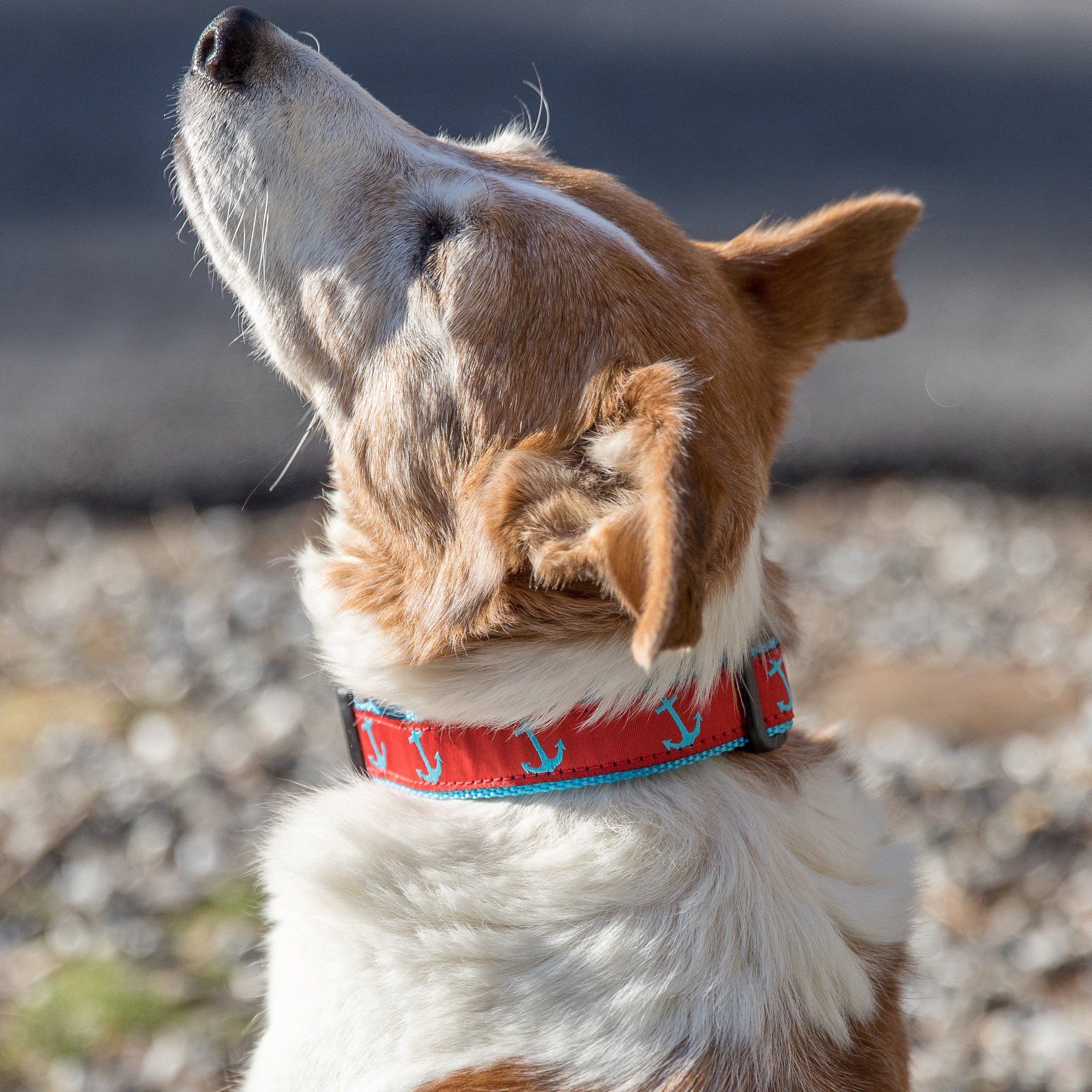 Pink Carhartt Dog Harness Pink Dog Dress Harness Leash Set Mesh