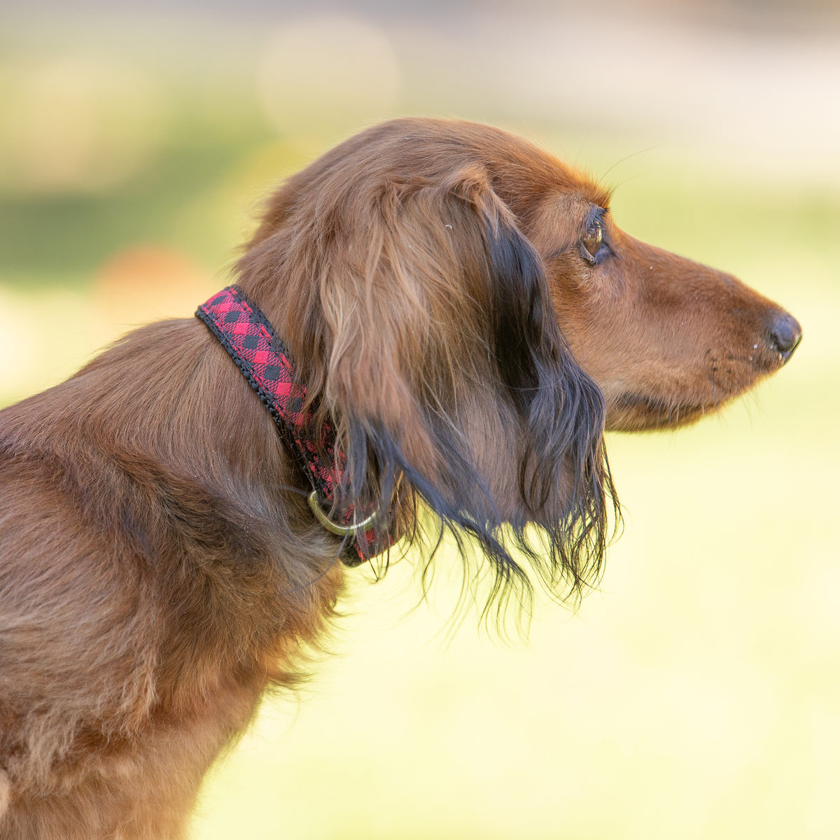 Buffalo Plaid Ribbon Dog Collar worn by dog model