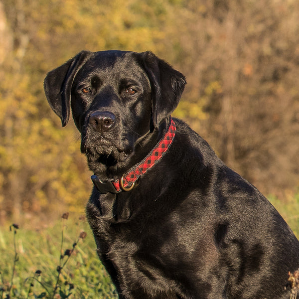 Buffalo Plaid Ribbon Dog Collar worn by dog model