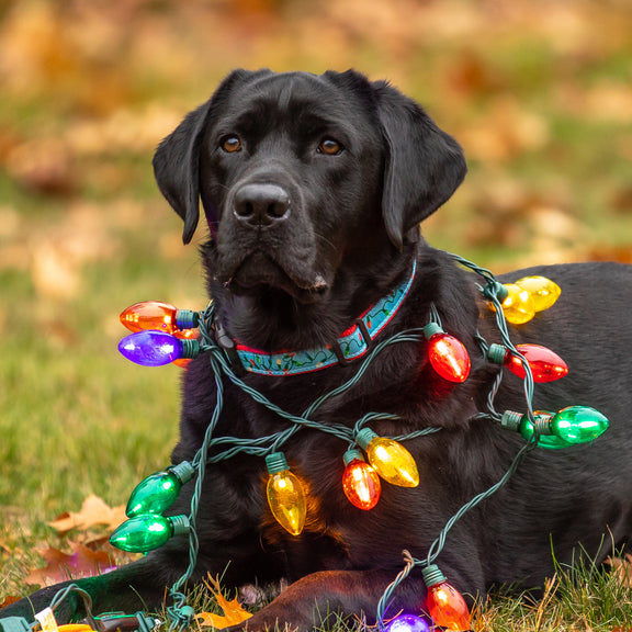 Tangled Christmas Lights Ribbon Dog Collar worn by dog model