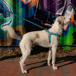 Aliens Ribbon Dog Leash Thumbnail