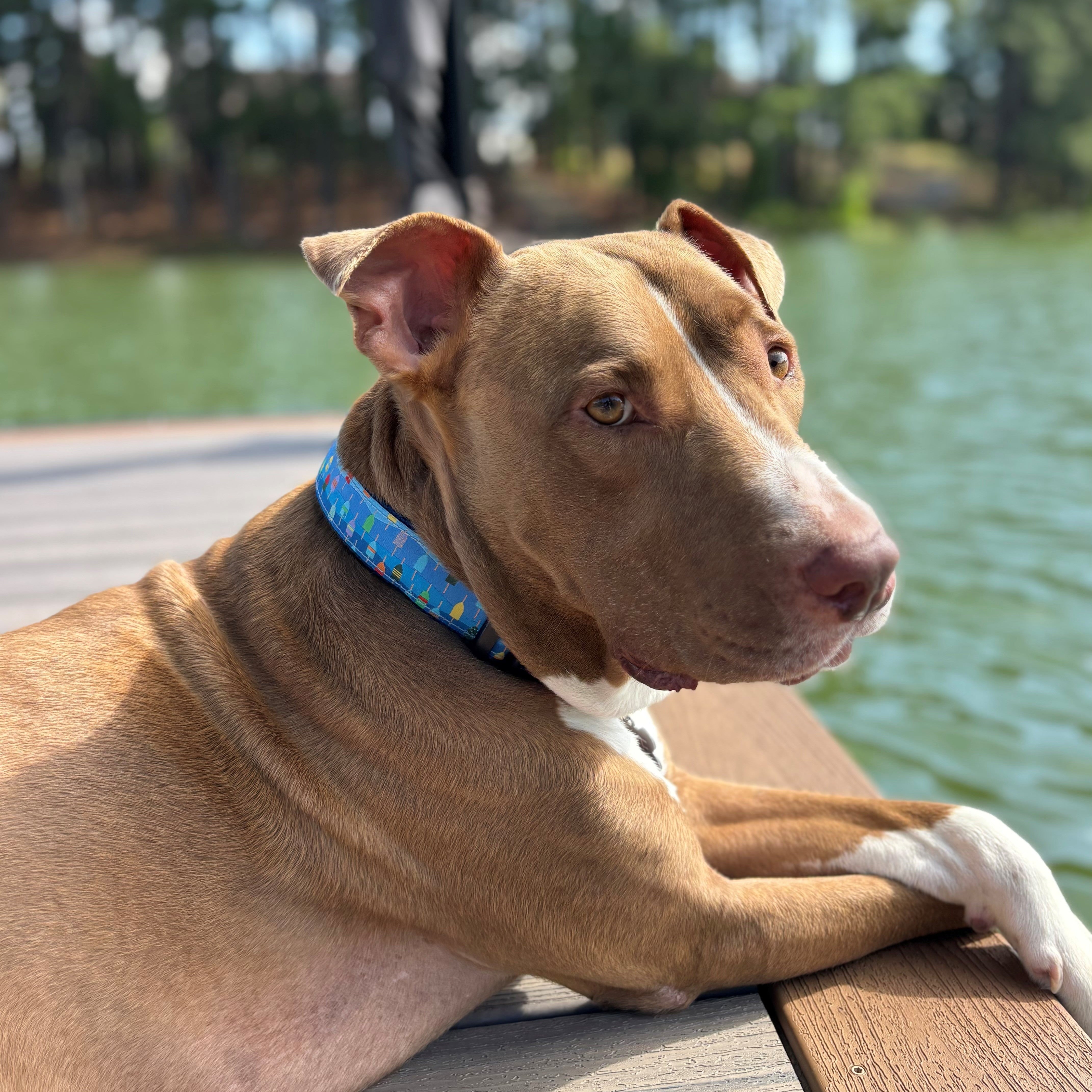 Lobster Buoys Ribbon Dog Collar