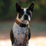 Candy Corn Ribbon Dog Collar Thumbnail