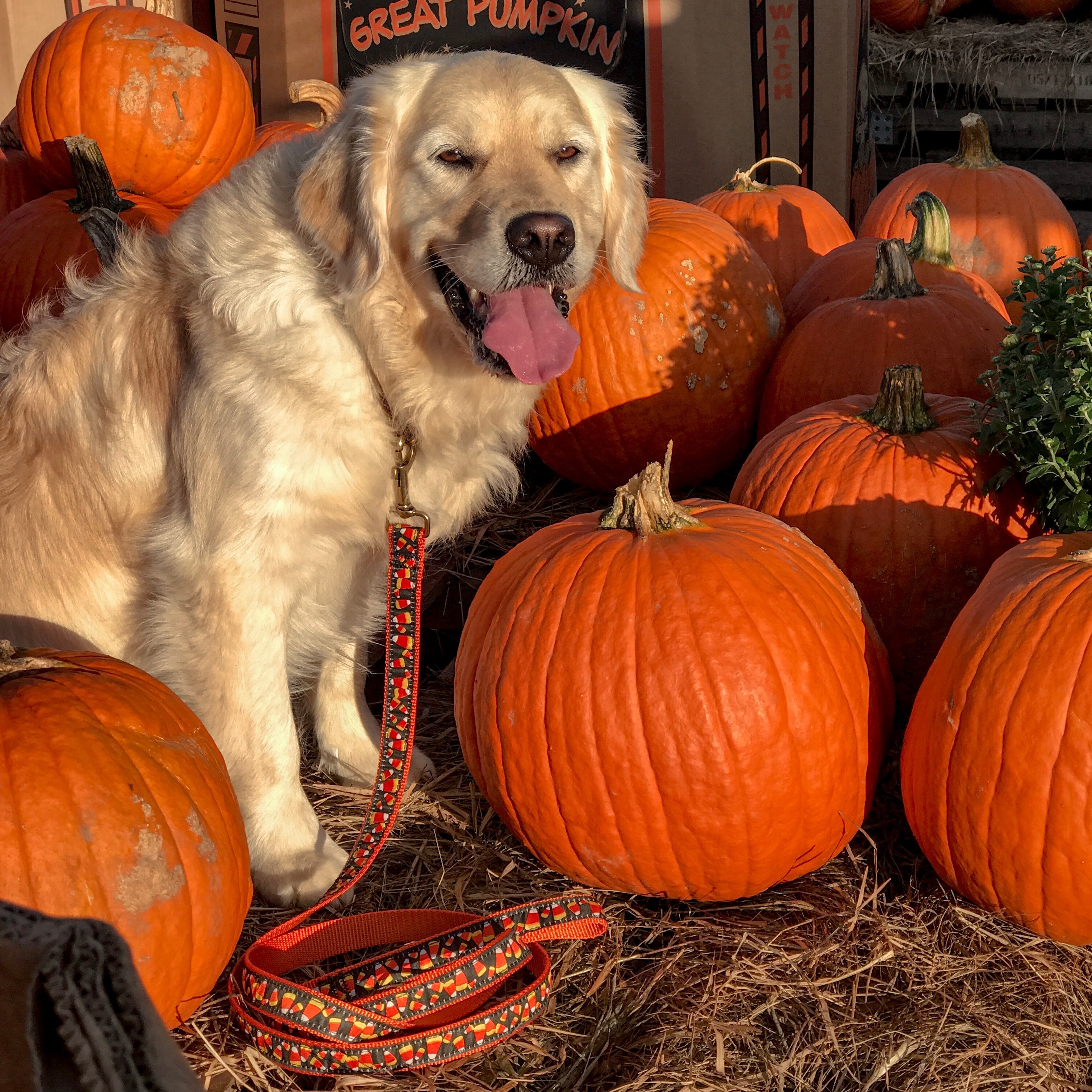 A golden retriever in a pumpkin patch wearing the Candy Corn Ribbon Dog Collar by Belted Cow Company