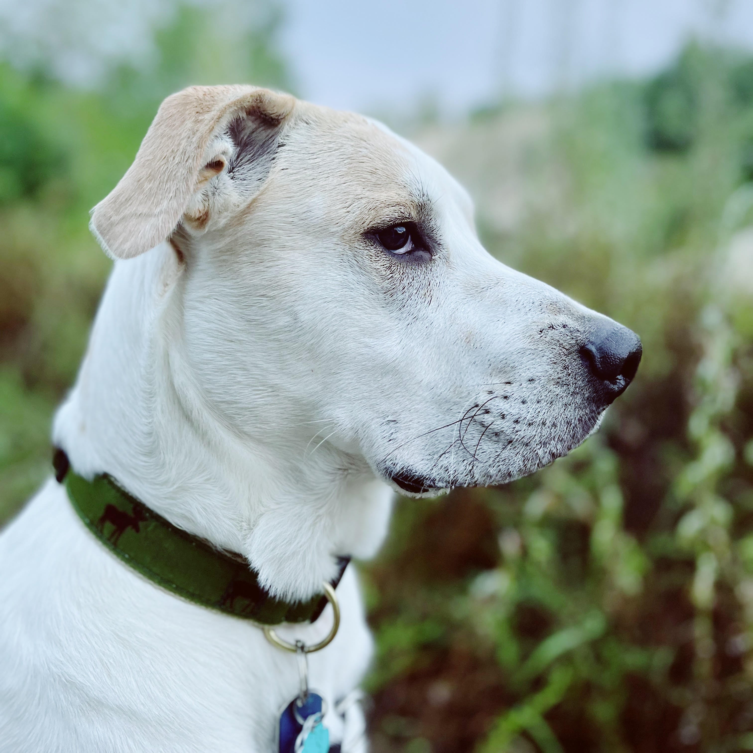 Moose Ribbon Dog Collar - Main Image